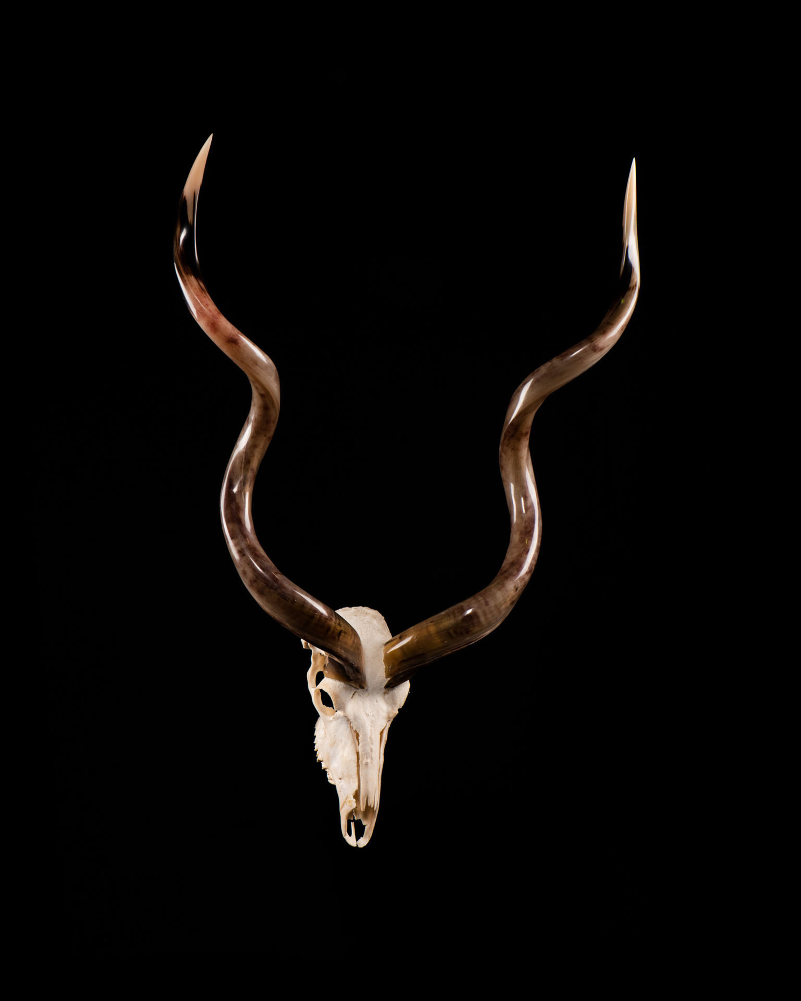 Kudu Skull Bleach And Polished Horns Splitting Image Taxidermy